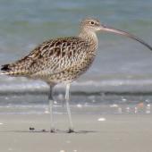 Eastern curlew. Adult. Ruakaka, March 2017. Image &copy; Scott Brooks (ourspot) by Scott Brooks