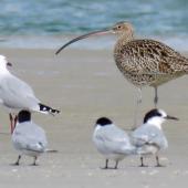 Eastern curlew. Adult with white-fronted terns and red-billed gull. Ruakaka, March 2017. Image &copy; Scott Brooks (ourspot) by Scott Brooks