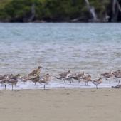 Eastern curlew. Size comparison with bar-tailed godwits. Catlins, February 2013. Image &copy; Glenda Rees by Glenda Rees http://www.flickr.com/photos/nzsamphotofanatic/