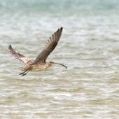 Eastern curlew. Adult in flight showing underwings and tail. Catlins, February 2013. Image &copy; Glenda Rees by Glenda Rees http://www.flickr.com/photos/nzsamphotofanatic/