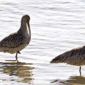 Eastern curlew. Two adults, one preening. Cairns foreshore,  Queensland,  Australia, August 2015. Image &copy; Rebecca Bowater by Rebecca Bowater FPSNZ AFIAP www.floraandfauna.co.nz