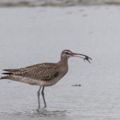 Eurasian whimbrel. Adult Asiatic whimbrel feeding on small crustaceans. Foxton Beach and bird sanctuary, November 2014. Image &copy; Roger Smith by Roger Smith