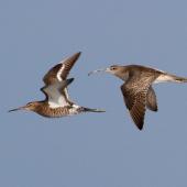 Eurasian whimbrel. Adult Asiatic whimbrel in flight (right) with black-tailed godwit. Broome, Western Australia, March 2015. Image &copy; Richard Else by Richard Else