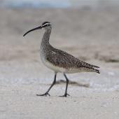 Whimbrel. Adult (subsp. hudsonicus). California, May 2019. Image &copy; Michael Szabo by Michael Szabo