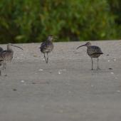 Whimbrel. Adult Asiatic whimbrels. Kinka Beach, Queensland, Australia. Image &copy; Noel Knight by Noel Knight
