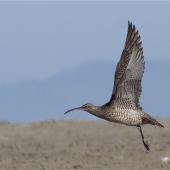 Eurasian whimbrel. Adult Asiatic whimbrel left profile on take off. Ashley estuary,  Canterbury, April 2015. Image &copy; Steve Attwood by Steve Attwood &nbsp;http://www.flickr.com/photos/stevex2/