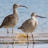 Whimbrel. Adult roosting with bar-tailed godwit. Ngunguru sandspit, January 2020. Image &copy; Scott Brooks (ourspot) by Scott Brooks