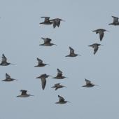 Whimbrel. Flock of American whimbrels in flight. Peru, June 2012. Image &copy; Duncan Watson by Duncan Watson