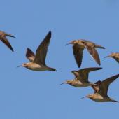 Little whimbrel. Flock in flight. Broome, Western Australia, March 2015. Image &copy; Ric Else by Ric Else