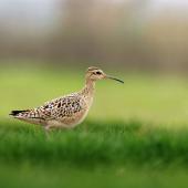 Little whimbrel. Adult on migration, searching for insects in grassland. Shanghai, China, April 2010. Image &copy; Jacques Wei by Jacques Wei