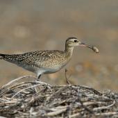 Little whimbrel. Adult carrying scarabaeid larva. Yi-Land, Taiwan, October 2012. Image &copy; Kevin Lin by Kevin Lin via Flickr, 2.0 Generic (CC BY-NC-SA 2.0) 