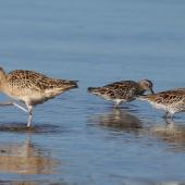 Little whimbrel. Adult (left) with sharp-tailed sandpipers. Bald Hills Beach, Port Wakefield, South Australia, March 2017. Image &copy; John Fennell by John Fennell