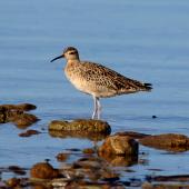 Little whimbrel. Adult, non-breeding. Bald Hills Beach, Port Wakefield, South Australia, March 2017. Image &copy; John Fennell by John Fennell