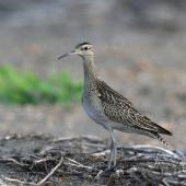 Little whimbrel. Adult. Yi-Land, Taiwan, October 2012. Image &copy; Kevin Lin by Kevin Lin via Flickr, 2.0 Generic (CC BY-NC-SA 2.0)