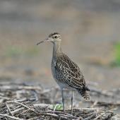 Little whimbrel. Adult. Yi-Land, Taiwan, October 2012. Image &copy; Kevin Lin by Kevin Lin via Flickr, 2.0 Generic (CC BY-NC-SA 2.0)