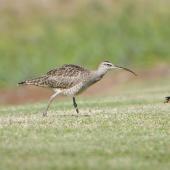 Bristle-thighed curlew. Adult non-breeding. Hawai`i - Island of Moloka`i, October 2008. Image &copy; Jim Denny by Jim Denny http://www.kauaibirds.comhttp://www.flickr.com/photos/hawaiibirds/