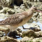 Bristle-thighed curlew. Adult. Ahnd Atoll, Pohnpei, Federated States of Micronesia, June 2013. Image &copy; Glenn McKinlay by Glenn McKinlay