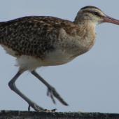 Bristle-thighed curlew. Adult in characteristic rail-like crouched posture. Majuro, Marshall Islands, June 2010. Image &copy; Glenn McKinlay by Glenn McKinlay