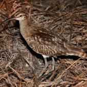 Bristle-thighed curlew. Adult. Rawaki, Phoenix Islands, May 2008. Image &copy; Mike Thorsen by Mike Thorsen