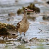 Bristle-thighed curlew. Adult. Rarotonga, October 2011. Image &copy; Craig Steed by Craig Steed
