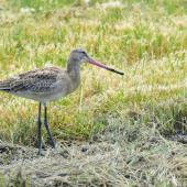 Black-tailed godwit. Adult in non breeding plumage (one of the western subspecies). Baie de Somme, France, July 2016. Image &copy; Cyril Vathelet by Cyril Vathelet