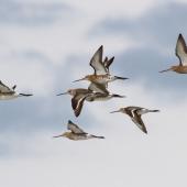 Black-tailed godwit. Adults in breeding plumage in flight (lead bird in non-breeding plumage). Broome, Western Australia, March 2015. Image &copy; Richard Else by Richard Else