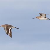 Black-tailed godwit. Adults in non-breeding plumage in flight. Broome, Western Australia, March 2015. Image &copy; Richard Else by Richard Else