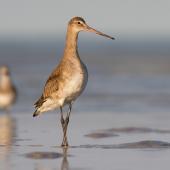 Black-tailed godwit. Adult in non-breeding plumage. Broome, Western Australia, May 2015. Image &copy; Richard Else by Richard Else