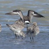 Hudsonian godwit. Non-breeding plumage (centre), with bar-tailed godwits and a red knot. Manawatu River estuary, October 2023. Image &copy; Alan Tennyson by Alan Tennyson