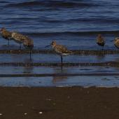 Hudsonian godwit. Adults in non-breeding plumage. Puerto Montt, Chile, January 2009. Image &copy; Colin Miskelly by Colin Miskelly