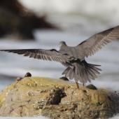 Wandering tattler. Adult in breeding plumage in flight, dorsal. Glenburn, Wairarapa coast, April 2012. Image &copy; Steve Pilkington by Steve Pilkington