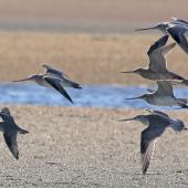 Grey-tailed tattler. In flight at front of bar-tailed godwits in flight. Awarua Bay. Image &copy; Glenda Rees by Glenda Rees http://www.flickr.com/photos/nzsamphotofanatic/