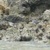 Grey-tailed tattler. Non-breeding plumage with wandering tattler on right. Malapeoa Point, Efate, Vanuatu, March 2012. Image &copy; Alan Tennyson by Alan Tennyson