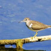 Common sandpiper. Adult standing on a branch. Bas Rebourseaux, France, August 2016. Image &copy; Cyril Vathelet by Cyril Vathelet