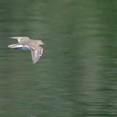 Common sandpiper. In flight (dorsal). Villemanoche, France, May 2016. Image &copy; Cyril Vathelet by Cyril Vathelet