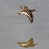 Common sandpiper. In flight (dorsal). Bas Rebourseaux, France, May 2016. Image &copy; Cyril Vathelet by Cyril Vathelet