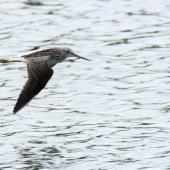 Common greenshank. Side view of bird in flight. Bas Rebourseaux, France, September 2016. Image &copy; Cyril Vathelet by Cyril Vathelet
