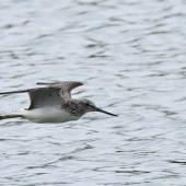 Common greenshank. Side view of bird inflight. Bas Rebourseaux, France, September 2016. Image &copy; Cyril Vathelet by Cyril Vathelet