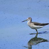 Common greenshank. Immature bird wading. Bas-rebourseaux, France, August 2017. Image &copy; Cyril Vathelet by Cyril Vathelet