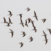 Marsh sandpiper. Adults in flight, showing pale backs. Rudong, China, April 2010. Image &copy; Phil Battley by Phil Battley