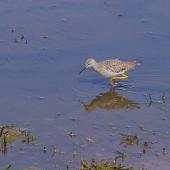 Lesser yellowlegs. Adult non-breeding. Punta Arenas, Chile, February 2009. Image &copy; Colin Miskelly by Colin Miskelly