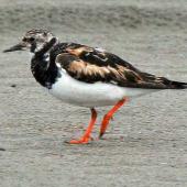 Ruddy turnstone. Adult moulting out of breeding plumage. Foxton Beach, October 2008. Image &copy; Duncan Watson by Duncan Watson