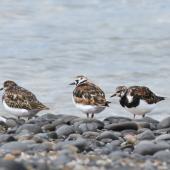 Ruddy turnstone. Flock with two birds in breeding plumage. Kaiaua, March 2016. Image &copy; Marie-Louise Myburgh by Marie-Louise Myburgh