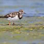 Ruddy turnstone. Non-breeding adult. Waipu estuary, January 2014. Image &copy; Laurie Ross by Laurie Ross Courtesy of Laurie Ross Photography - http://laurieross.com.au/