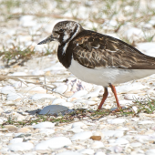 Ruddy turnstone. Adult non-breeding plumage. Waipu estuary, October 2014. Image &copy; Les Feasey by Les Feasey