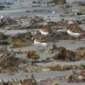 Ruddy turnstone. Rear view of mixed flock in breeding and non-breeding plumage. Kaikoura Peninsula. Image &copy; James Murray by James Murray