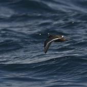 Grey phalarope. Female in breeding plumage, in flight. At-sea off Kaikoura, July 2019. Image &copy; Richard Crossley/Crossley Books by Richard Crossley