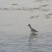 Red-necked phalarope. Adult changing into non-breeding plumage. Lake Grassmere, December 2006. Image &copy; Dianne John by Dianne John