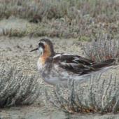 Red-necked phalarope. Male in breeding plumage. Lake Grassmere, November 2007. Image &copy; Will Parsons by Will Parsons