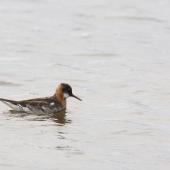 Red-necked phalarope. Adult male starting to lose breeding plumage. Iceland, July 2012. Image &copy; Sonja Ross by Sonja Ross